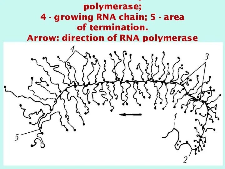 1 - DNA; 2 - initiation region; 3 - RNA polymerase;