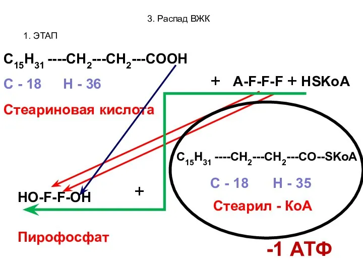 3. Распад ВЖК 1. ЭТАП C15H31 ----CH2---CH2---COOH Стеариновая кислота С -