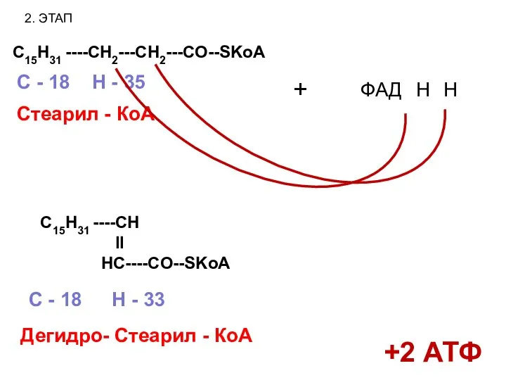 2. ЭТАП C15H31 ----CH2---CH2---CO--SKoA Стеарил - КоА С - 18 H