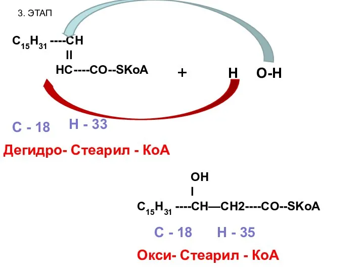 3. ЭТАП C15H31 ----CH II HC----CO--SKoA Дегидро- Стеарил - КоА С