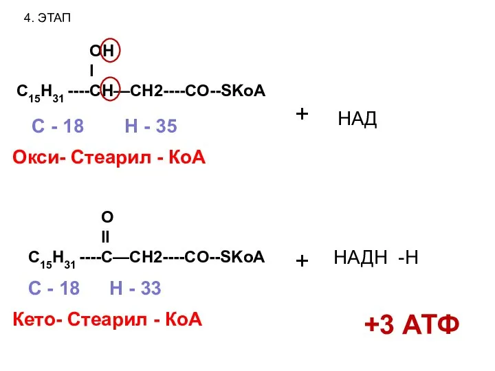 4. ЭТАП OH I C15H31 ----CH—CH2----CO--SKoA Окси- Стеарил - КоА С