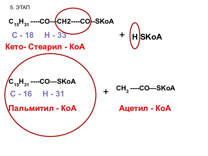 5. ЭТАП C15H31 ----CO—CH2----CO--SKoA Кето- Стеарил - КоА С - 18