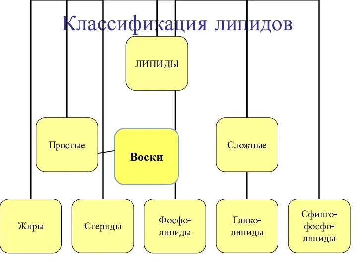 Классификация липидов Воски