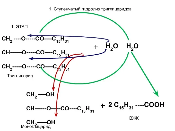 1. Ступенчатый гидролиз триглицеридов 1. ЭТАП CH2 ----O-----CO----C15H31 CH------O-----CO----C15H31 CH2-----O-----CO----C15H31 +