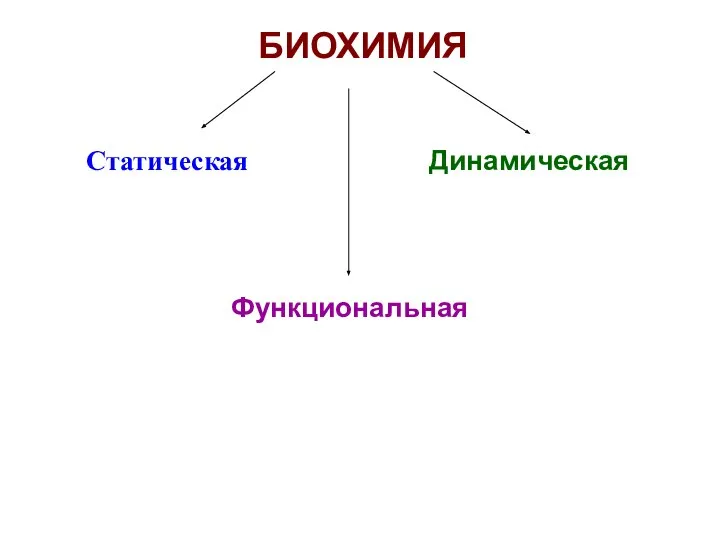 БИОХИМИЯ Статическая Динамическая Функциональная