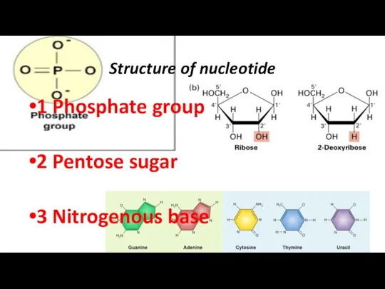 Structure of nucleotide 1 Phosphate group 2 Pentose sugar 3 Nitrogenous base