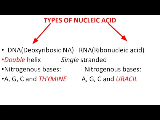 TYPES OF NUCLEIC ACID DNA(Deoxyribosic NA) RNA(Ribonucleic acid) Double helix Single