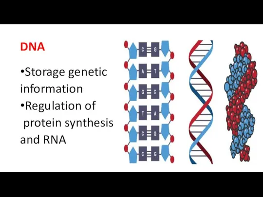 DNA Storage genetic information Regulation of protein synthesis and RNA