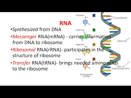RNA Synthesized from DNA Messenger RNA(mRNA) - carries information from DNA