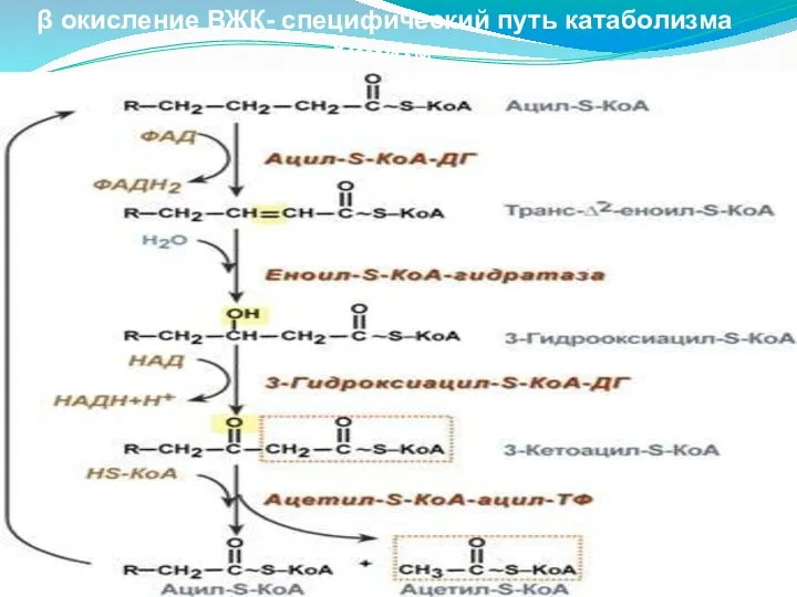 β окисление ВЖК- специфический путь катаболизма Химизм