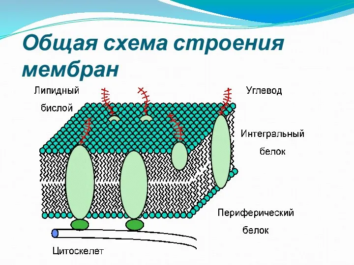 Общая схема строения мембран