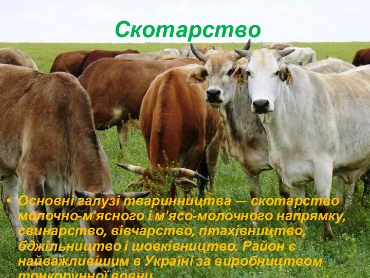 Скотарство Основні галузі тваринництва — скотарство молочно-м'ясного і м'ясо-молочного напрямку, свинарство,