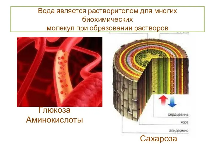 Глюкоза Аминокислоты Сахароза Вода является растворителем для многих биохимических молекул при образовании растворов