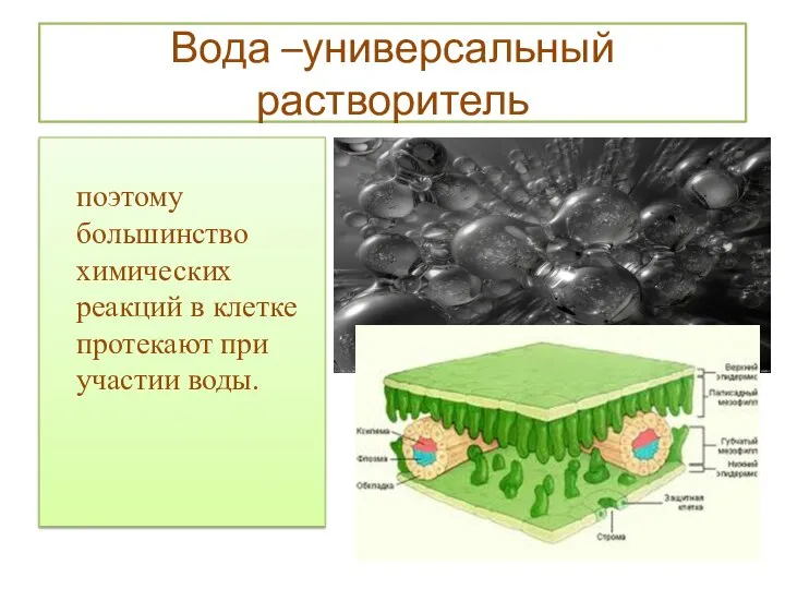 Вода –универсальный растворитель поэтому большинство химических реакций в клетке протекают при участии воды.