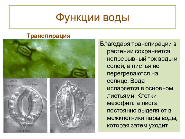 Функции воды Транспирация Благодаря транспирации в растении сохраняется непрерывный ток воды