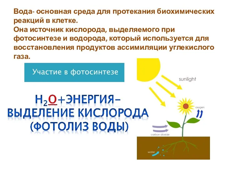 Вода- основная среда для протекания биохимических реакций в клетке. Она источник