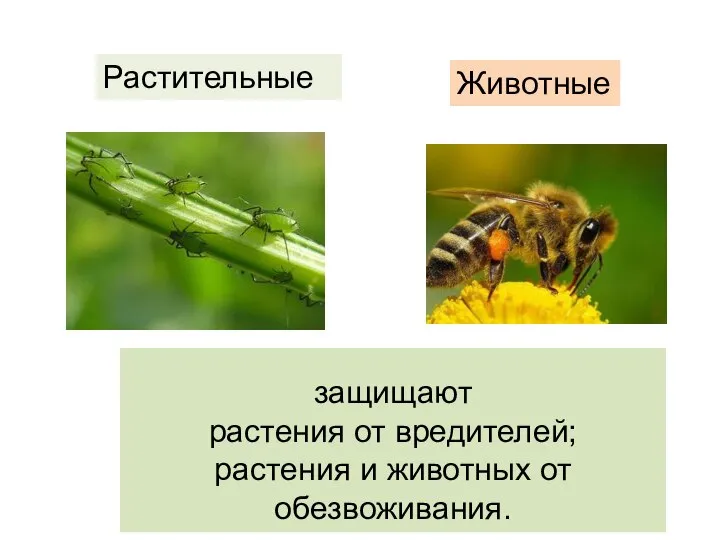 защищают растения от вредителей; растения и животных от обезвоживания. Растительные Животные