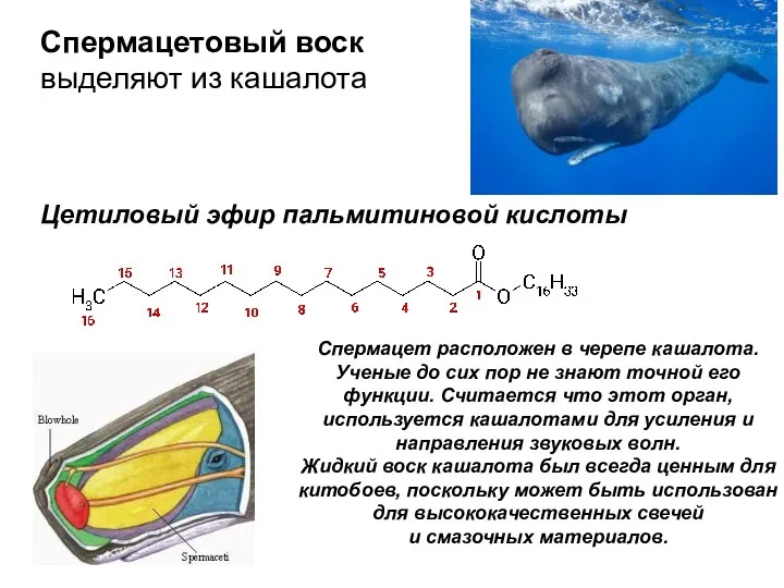 Спермацетовый воск Спермацетовый воск выделяют из кашалота Цетиловый эфир пальмитиновой кислоты