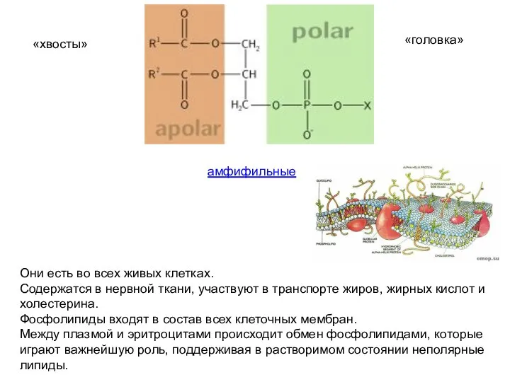 Они есть во всех живых клетках. Содержатся в нервной ткани, участвуют