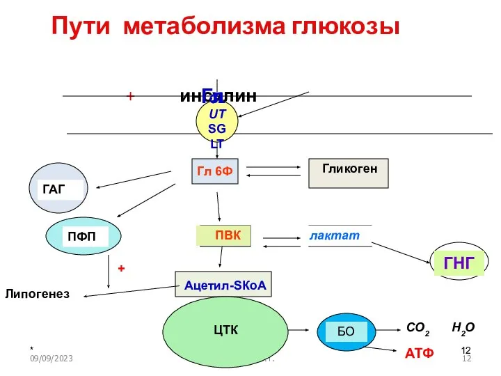 09/09/2023 Свергун В.Т. Пути метаболизма глюкозы + инсулин GLUT SGLT Гл