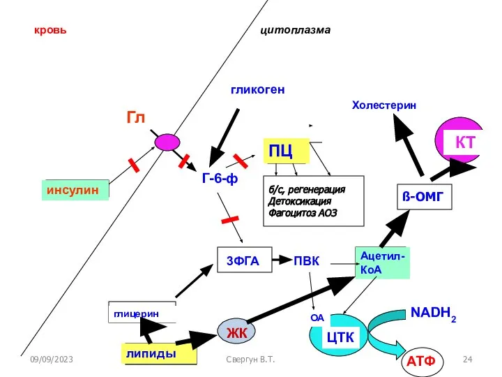 09/09/2023 Свергун В.Т. Г-6-ф кровь цитоплазма Гл инсулин 3ФГА ПВК Ацетил-КоА
