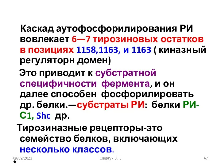 09/09/2023 Свергун В.Т. Каскад аутофосфорилирования РИ вовлекает 6—7 тирозиновых остатков в