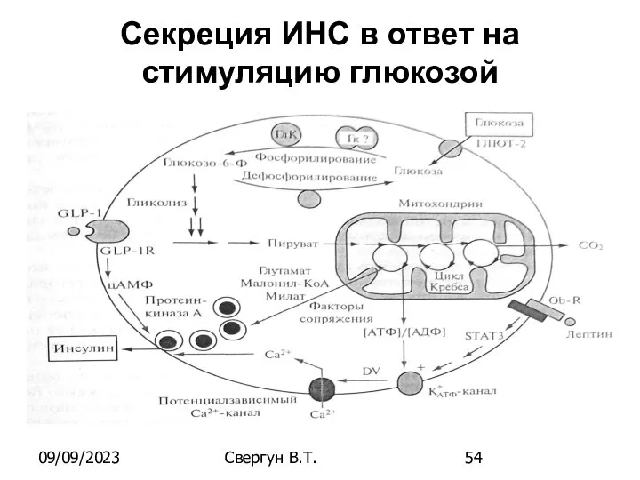 09/09/2023 Свергун В.Т. Секреция ИНС в ответ на стимуляцию глюкозой