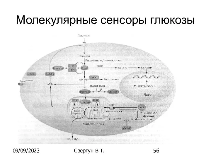 09/09/2023 Свергун В.Т. Молекулярные сенсоры глюкозы