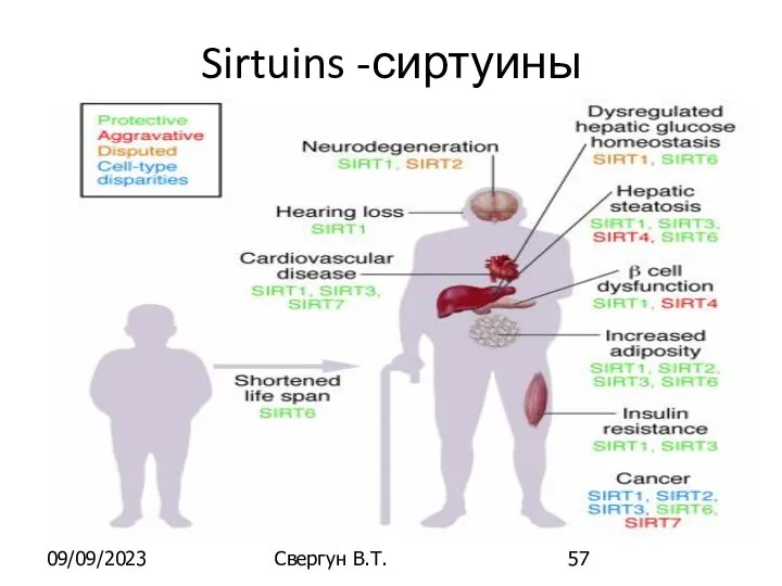 09/09/2023 Свергун В.Т. Sirtuins -сиртуины