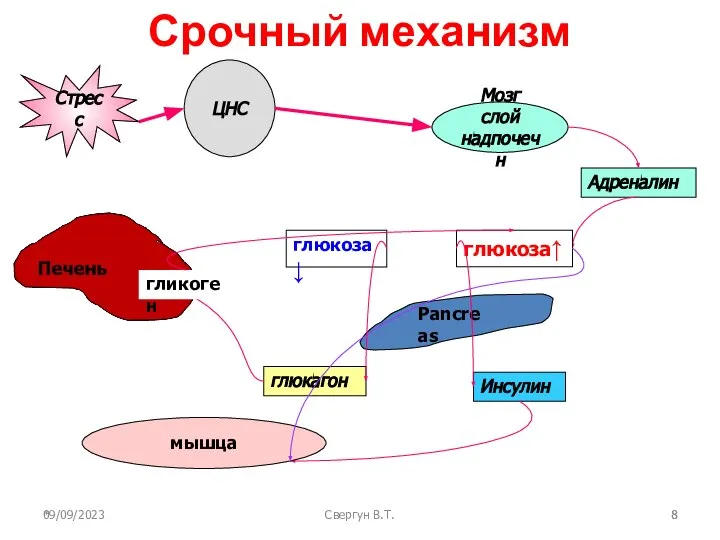 09/09/2023 Свергун В.Т. Срочный механизм * ЦНС Мозг слой надпочечн Адреналин