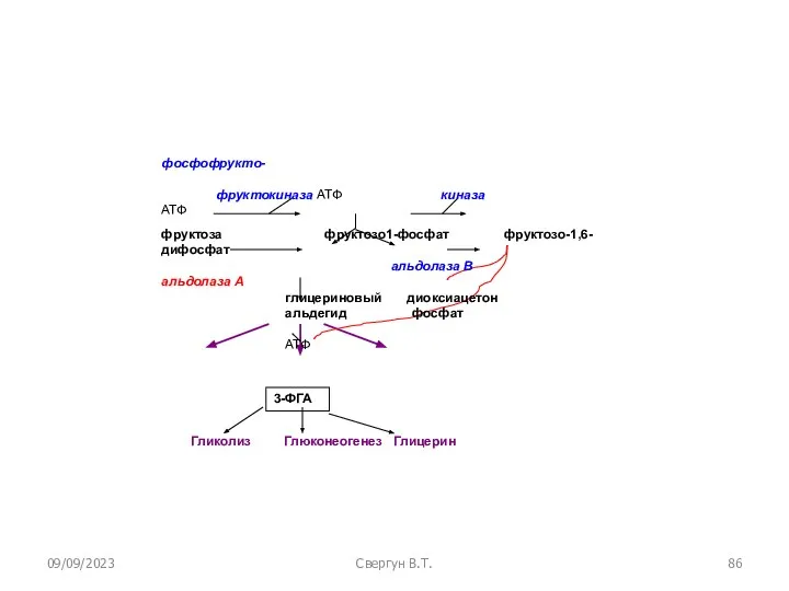 09/09/2023 Свергун В.Т. 3-ФГА фосфофрукто- фруктокиназа АТФ киназа АТФ фруктоза фруктозо1-фосфат