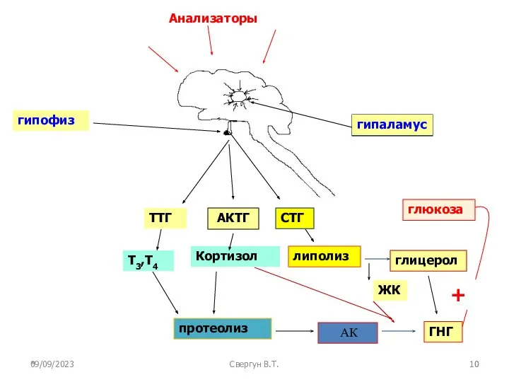 09/09/2023 Свергун В.Т. гипаламус гипофиз ТТГ АК АКТГ липолиз Т3,Т4 протеолиз