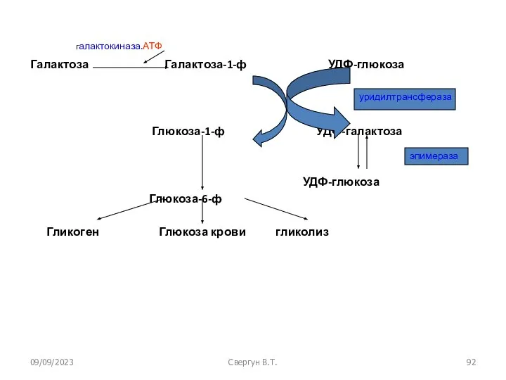 09/09/2023 Свергун В.Т. галактокиназа.АТФ Галактоза Галактоза-1-ф УДФ-глюкоза Глюкоза-1-ф УДФ-галактоза УДФ-глюкоза Глюкоза-6-ф