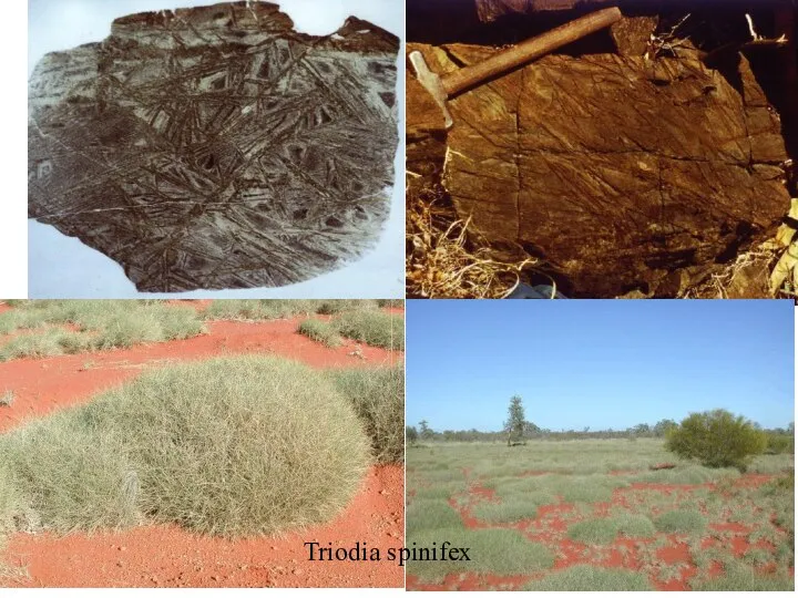 Triodia spinifex