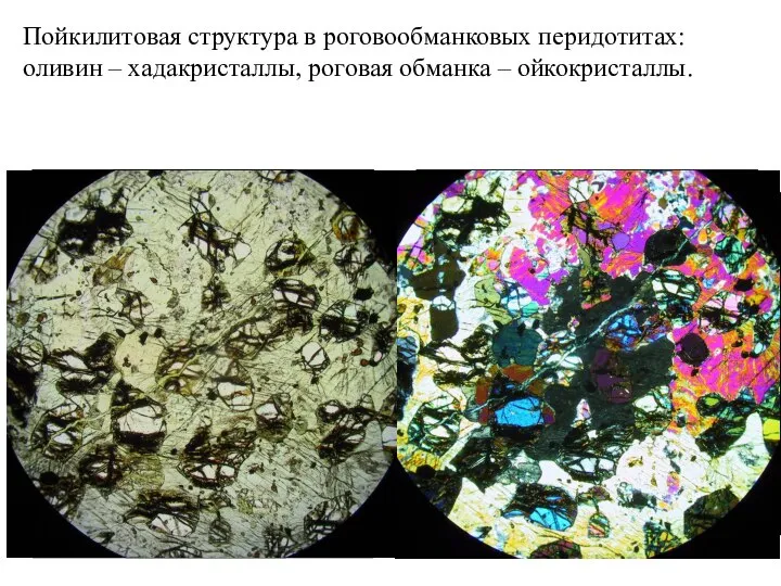 Пойкилитовая структура в роговообманковых перидотитах: оливин – хадакристаллы, роговая обманка – ойкокристаллы.
