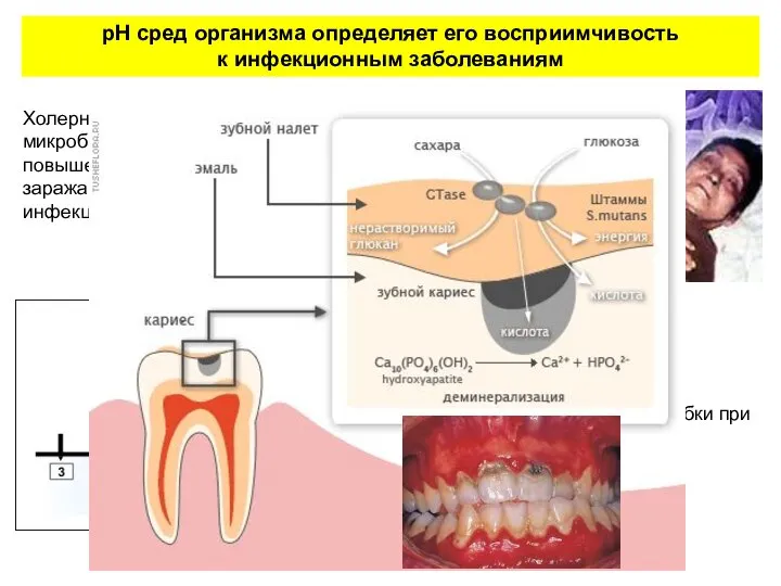 рН сред организма определяет его восприимчивость к инфекционным заболеваниям