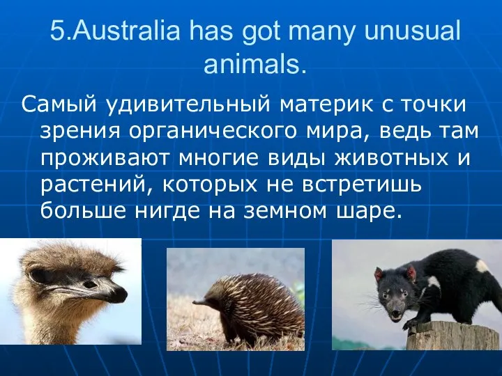 5.Australia has got many unusual animals. Самый удивительный материк с точки