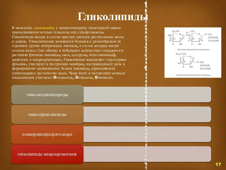 Гликолипиды В молекулах гликолипидов к диацилглицерину гликозидной связью присоединяются остатки галактозы