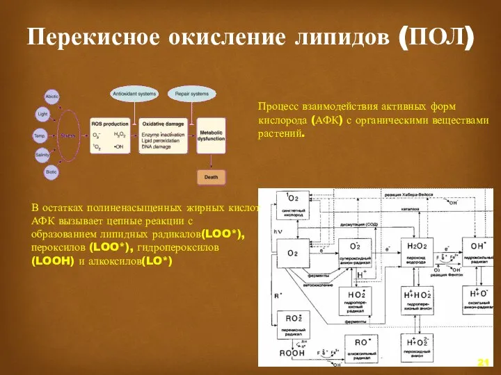 Перекисное окисление липидов (ПОЛ) Процесс взаимодействия активных форм кислорода (АФК) с