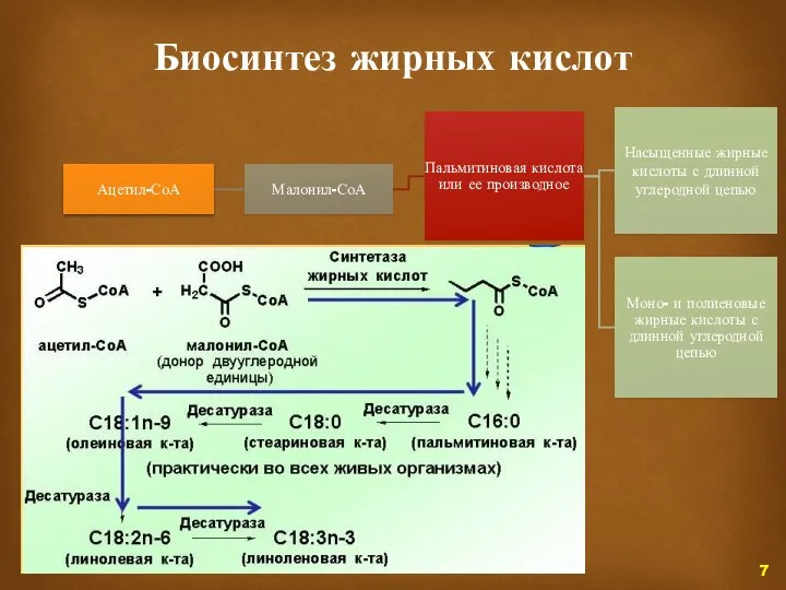 Биосинтез жирных кислот