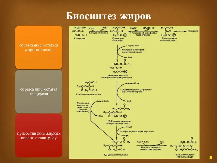 Биосинтез жиров