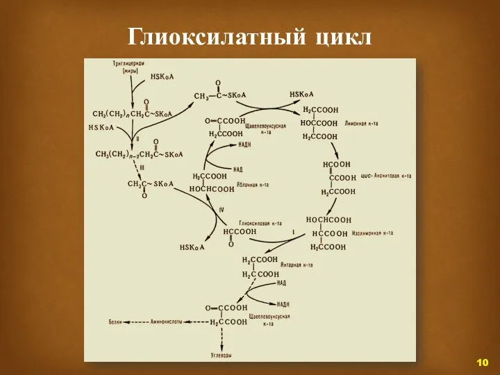 Глиоксилатный цикл