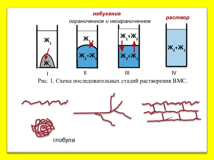 Рис. 1. Схема последовательных стадий растворения ВМС. набухание ограниченное и неограниченное глобула