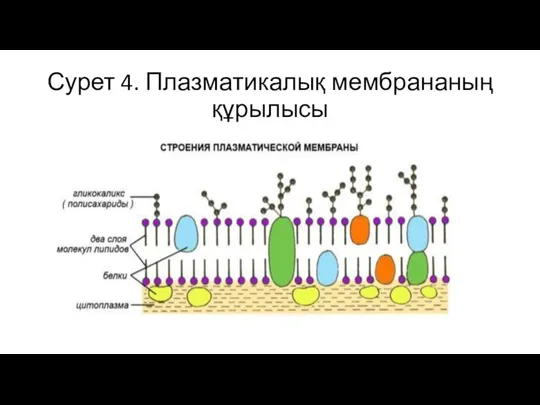 Сурет 4. Плазматикалық мембрананың құрылысы