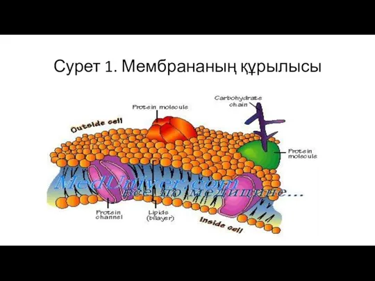 Сурет 1. Мембрананың құрылысы