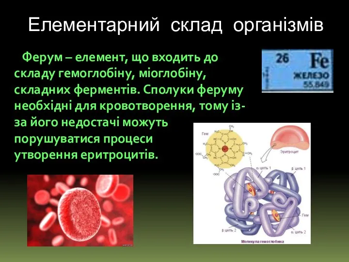 Елементарний склад організмів Ферум – елемент, що входить до складу гемоглобіну,
