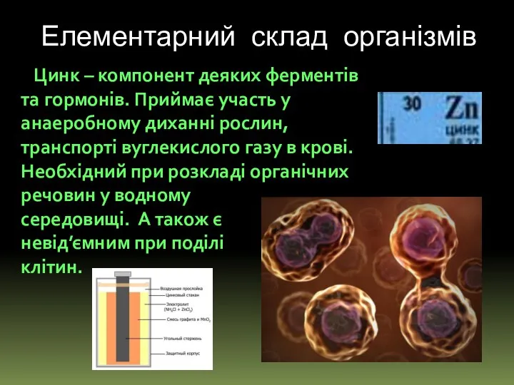 Цинк – компонент деяких ферментів та гормонів. Приймає участь у анаеробному