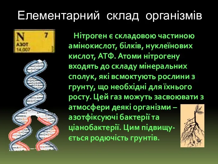 Елементарний склад організмів Нітроген є складовою частиною амінокислот, білків, нуклеїнових кислот,