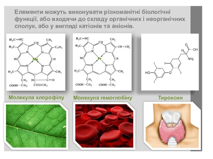 Елементи можуть виконувати різноманітні біологічні функції, або входячи до складу органічних