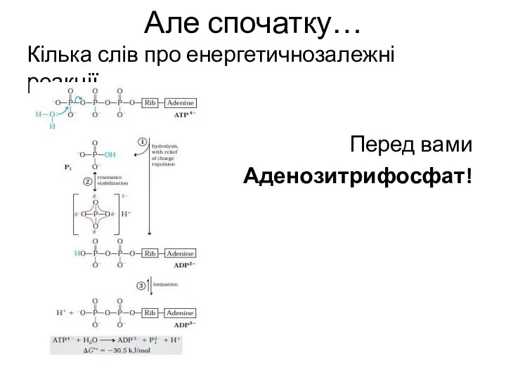 Але спочатку… Кілька слів про енергетичнозалежні реакції… Перед вами Аденозитрифосфат!